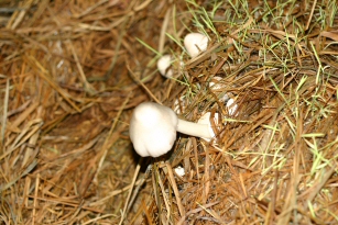 Fast Growth: straw mushrooms develop a full body within 15 days of substrate inoculation.